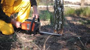 Best Commercial Tree Services  in Cleveland, MS